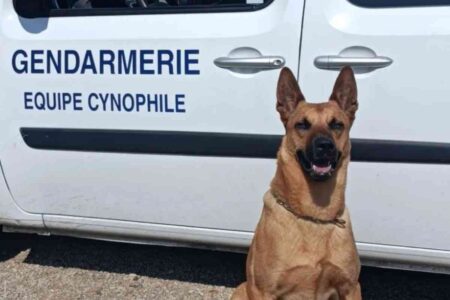 Chien malinois assis devant un véhicule de la gendarmerie, en tenue d’intervention