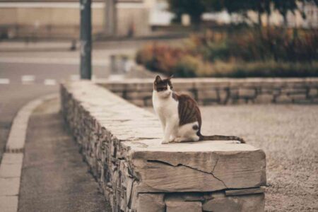 Chat errant assis sur un muret en zone urbaine