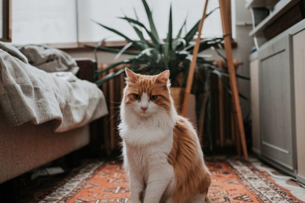 Stériliser son chat  et si ce réflexe n’était pas toujours le bon 