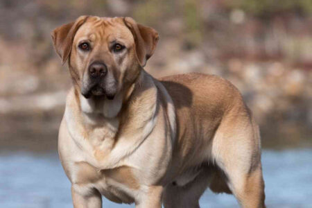 Trek, froid, dénivelé les chiens qui tiennent vraiment la distance