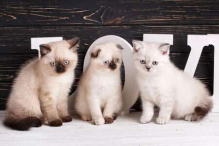Un chat intelligent et facile à éduquer ? Voici les races qui vous surprendront !