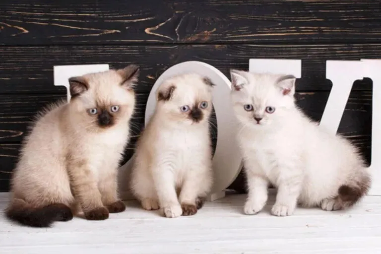 Un chat intelligent et facile à éduquer ? Voici les races qui vous surprendront !