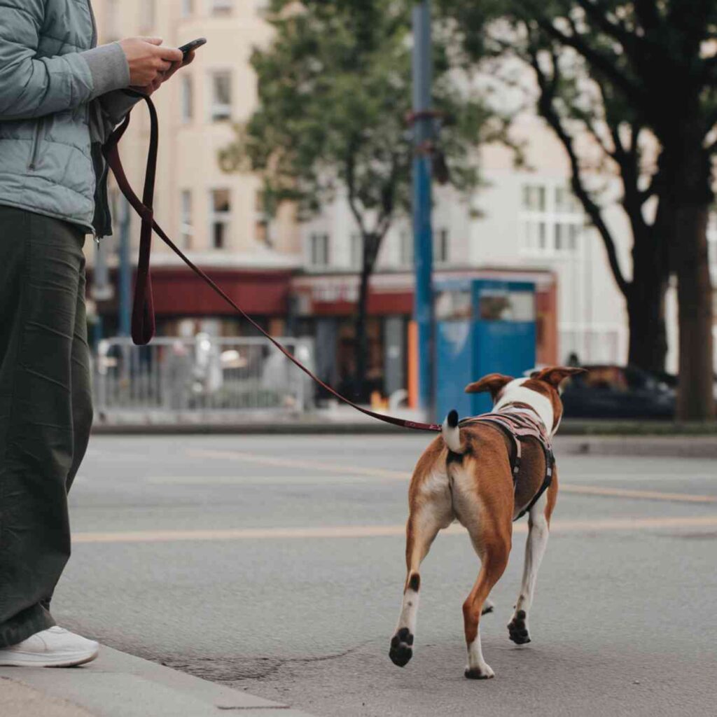 Maître distrait avec une laisse trop longue – chien non muselé en liberté dans un espace public