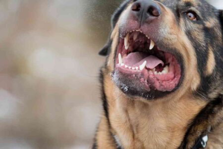 Chien aboyant sans muselière – illustration du débat sur la sécurité canine à Vannes