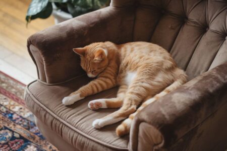 Votre chat dort 18h par jour voici pourquoi (et quand s’inquiéter)