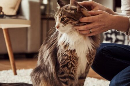 Votre chat vous aime-t-il vraiment Voici les signes à ne pas manquer