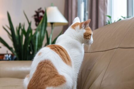 Votre chat vous fuit ou vous repousse ? Ce n’est pas du rejet… mais un signal