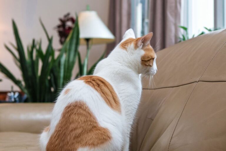 Votre chat vous fuit ou vous repousse ? Ce n’est pas du rejet… mais un signal