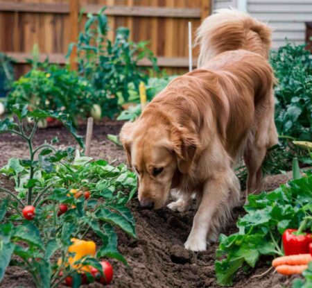 Votre chien détruit votre potager chaque avril Voici ce que cela signifie vraiment