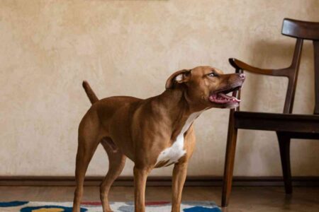 Aboiement séparation chien