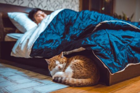 ce qu'un chat dit quand il dort dans votre lit