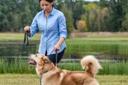comportementaliste chien aboiement