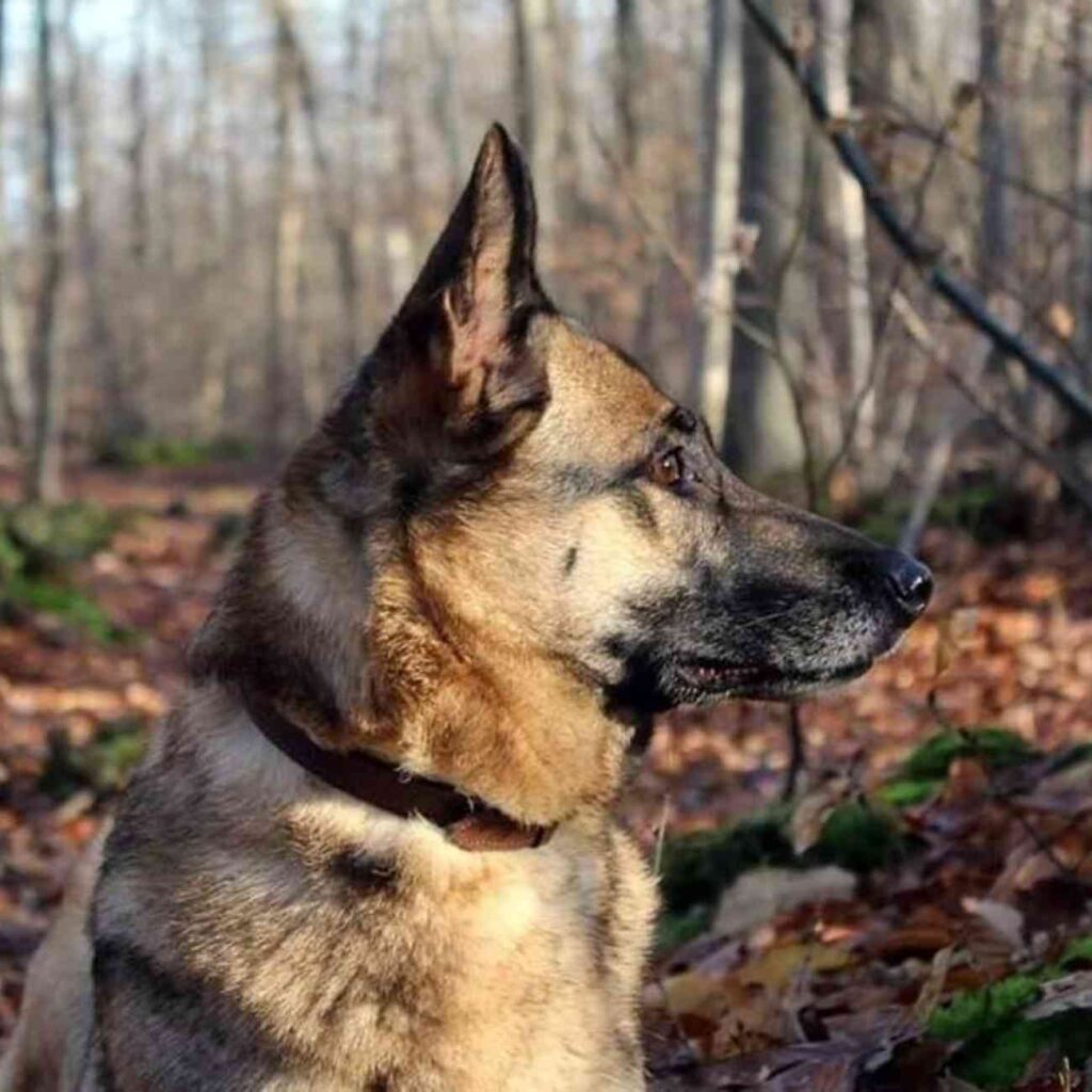 Chien de type berger avec collier, oreilles dressées et regard vif, similaire à celui sauvé à Vieil-Évreux.