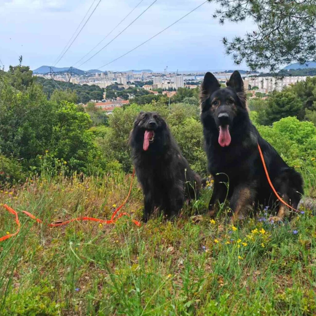  Deux chiens noirs assis sur une colline, avec une vue sur la ville de Toulon en arrière-plan, au centre aéré Woof Haven.