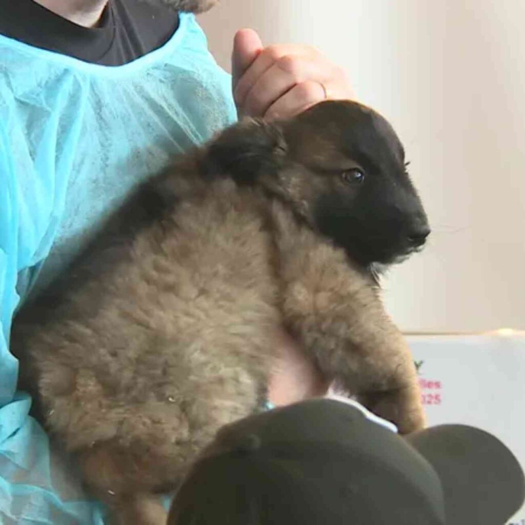 Un chiot tenu dans les bras d’un visiteur vêtu d’une blouse de protection lors du Salon du chiot à Épinal 2025