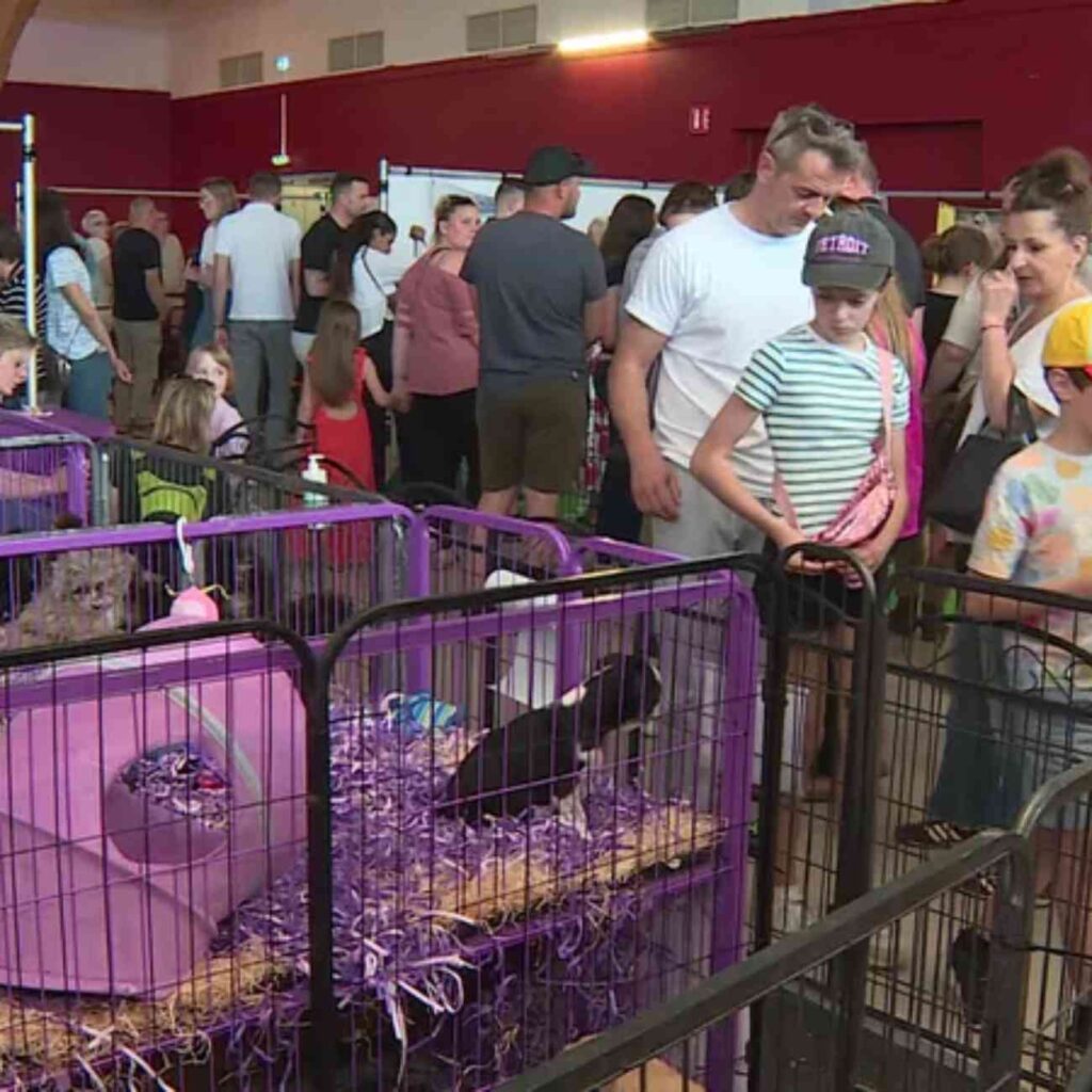 Des visiteurs, adultes et enfants, observent des chiots en enclos au Salon du chiot d’Épinal 2025