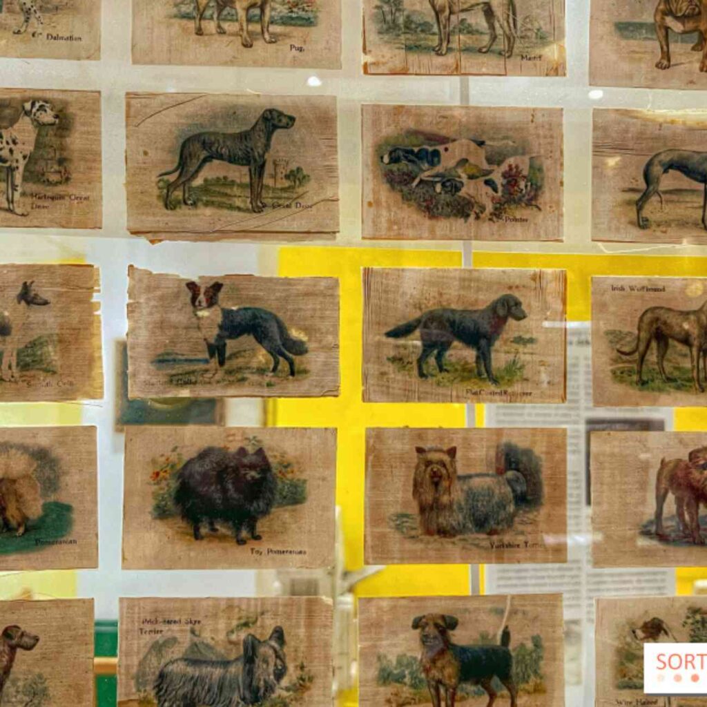 Illustrations anciennes de races de chiens exposées au musée du chien à Aubervilliers