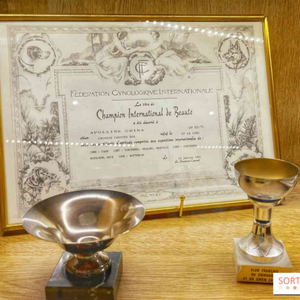 Certificat de Champion International de Beauté et trophées exposés au musée du chien d’Aubervilliers