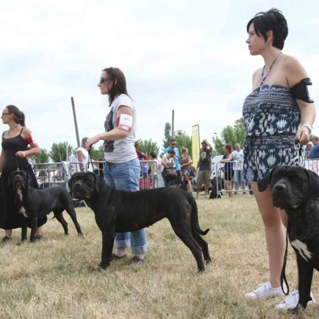 Des propriétaires présentent leurs chiens en laisse lors d’un concours de beauté canine en extérieur.