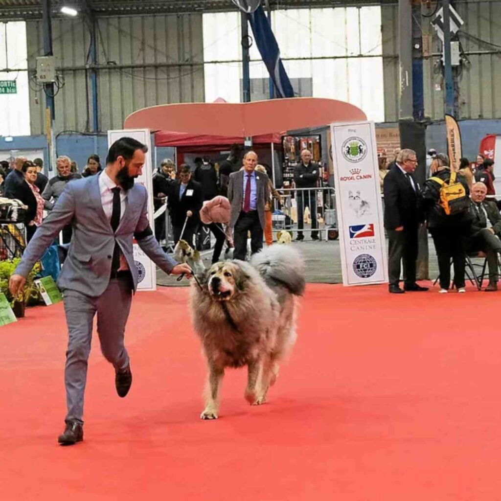 Concours canin : image illustrative d’un chien en pleine présentation sur le ring d’honneur avec son maître.