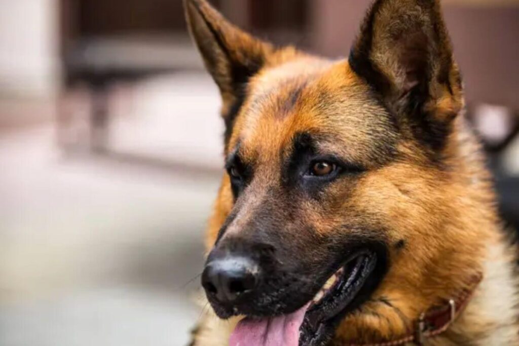 12 races de chiens les plus intelligentes, avec le plus gros QI