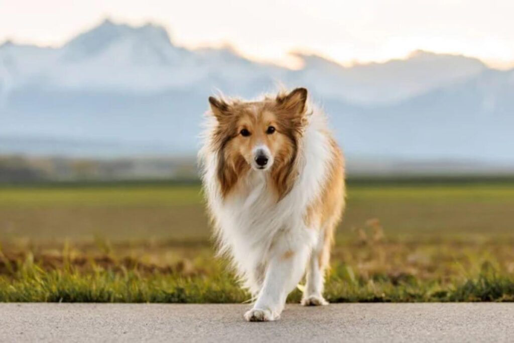 12 races de chiens les plus intelligentes, avec le plus gros QI