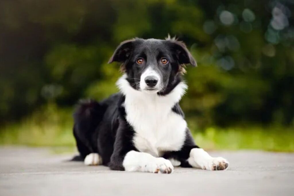 12 races de chiens les plus intelligentes, avec le plus gros QI