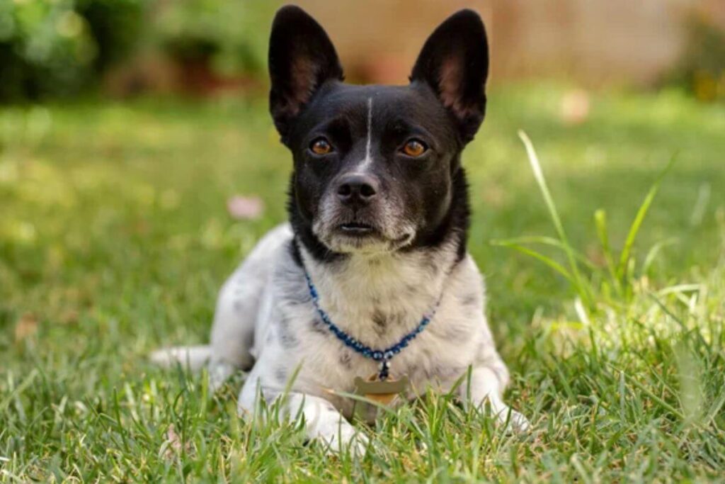 12 races de chiens les plus intelligentes, avec le plus gros QI