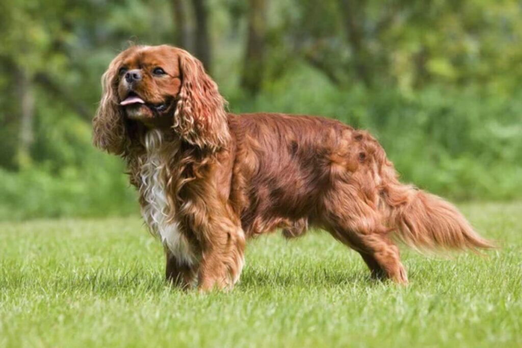 12 races de chiens les plus intelligentes, avec le plus gros QI