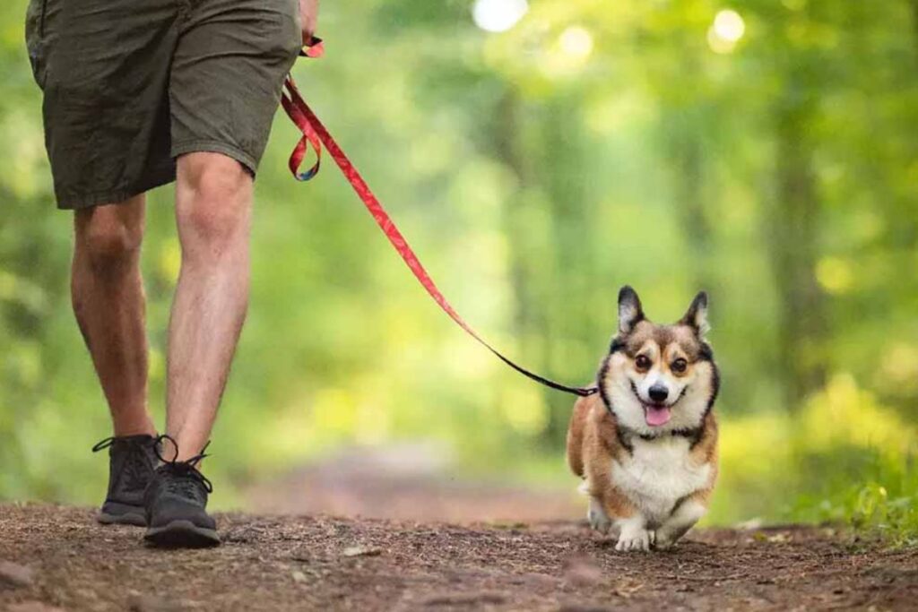 Depuis le 15 avril, promener votre chien comme avant peut vous coûter 750 €  ce que 90 % des maîtres ignorent