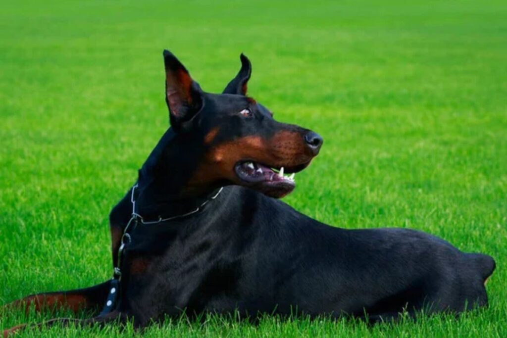 12 races de chiens les plus intelligentes, avec le plus gros QI