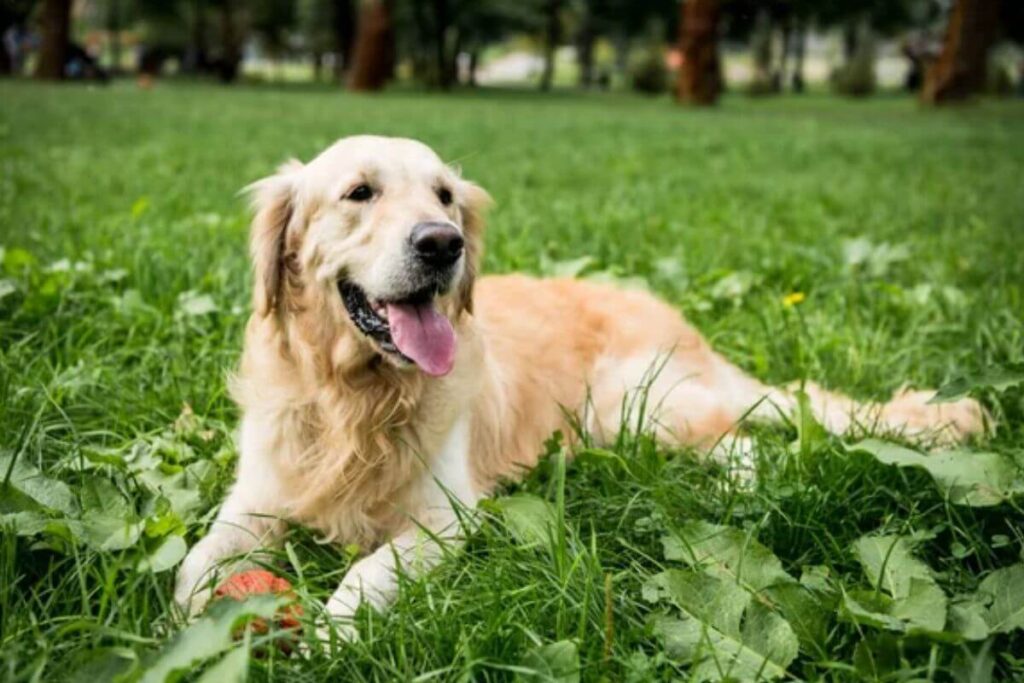 12 races de chiens les plus intelligentes, avec le plus gros QI