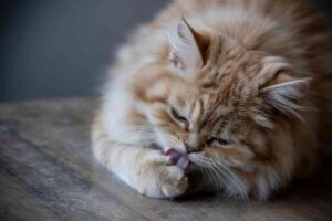 Chat roux léchant sa patte, illustrant le risque d’ingestion accidentelle de produits antiparasitaires toxiques.