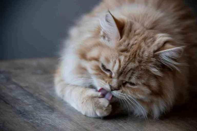 Chat roux léchant sa patte, illustrant le risque d’ingestion accidentelle de produits antiparasitaires toxiques.