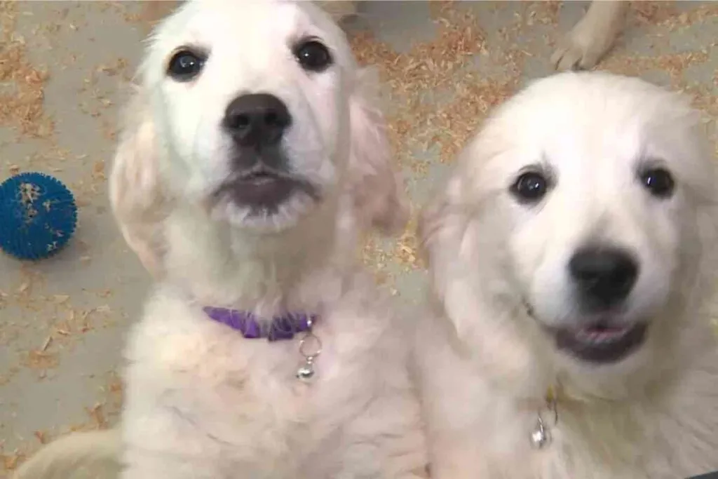 Deux chiots de type golden retriever exposés au Salon du chiot à Épinal en mai 2025