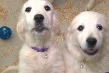 Deux chiots de type golden retriever exposés au Salon du chiot à Épinal en mai 2025