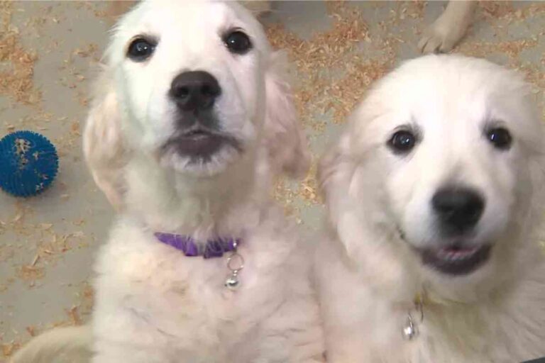 Deux chiots de type golden retriever exposés au Salon du chiot à Épinal en mai 2025