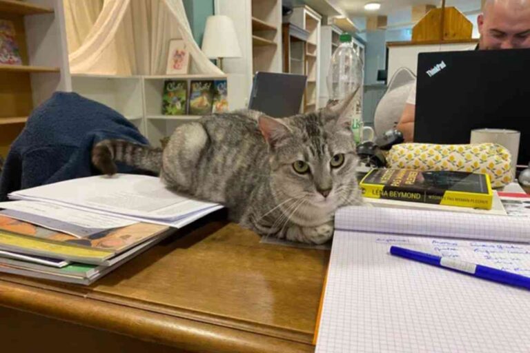 Chat allongé sur des livres et cahiers à la librairie à chats Le Chat-Pitre à Colmar