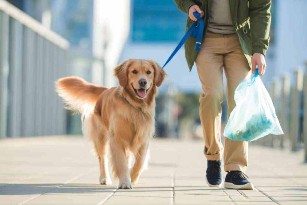 Golden retriever en laisse, maître tenant un sac plastique pendant une promenade urbaine