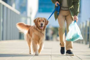 Golden retriever en laisse, maître tenant un sac plastique pendant une promenade urbaine