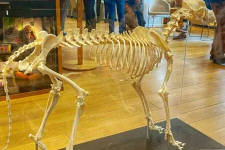 Squelette de chien exposé au musée canin d’Aubervilliers