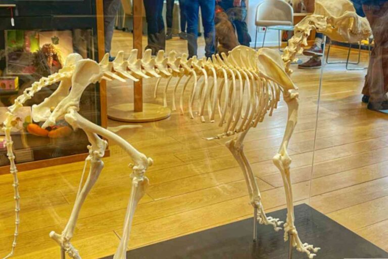 Squelette de chien exposé au musée canin d’Aubervilliers