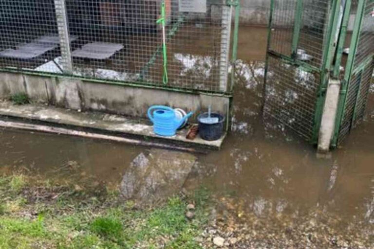 Refuge animalier de Brax inondé : les installations pour chiens submergées par des eaux boueuses.
