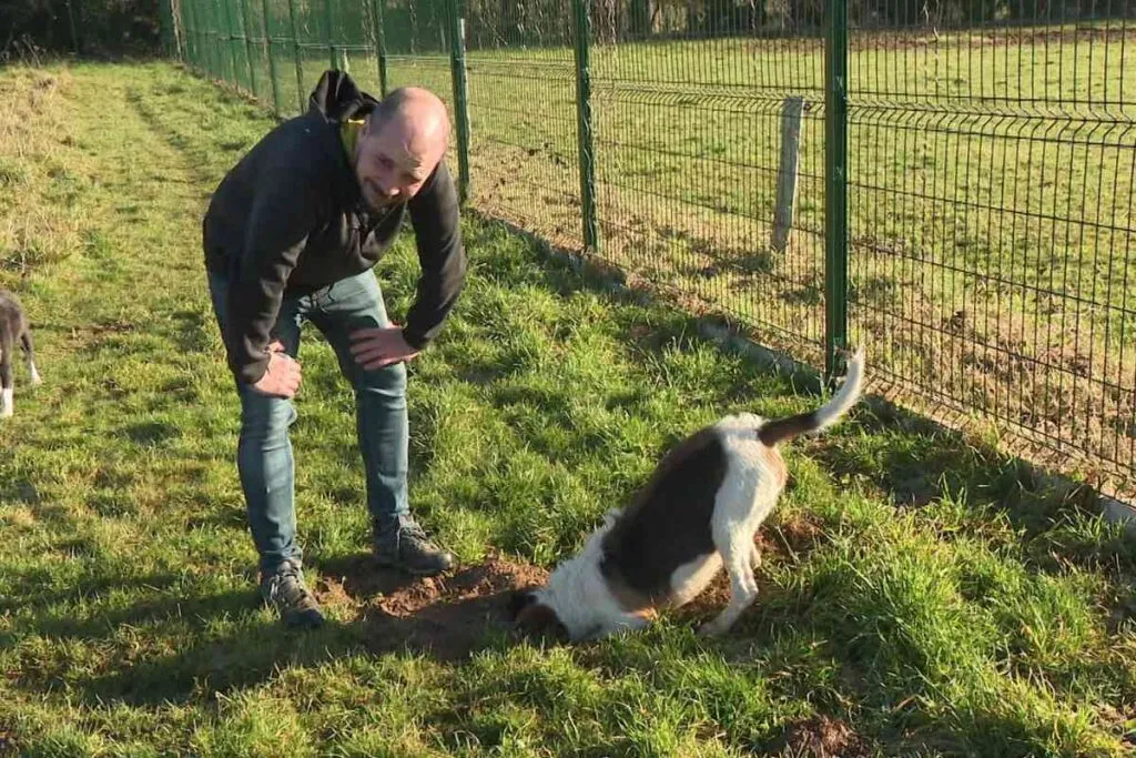 Denis Latour regarde un chien creuser un trou dans l’enclos de la pension Chez Marth’87, illustrant la liberté et le comportement naturel des chiens.