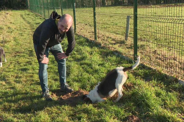 Denis Latour regarde un chien creuser un trou dans l’enclos de la pension Chez Marth’87, illustrant la liberté et le comportement naturel des chiens.