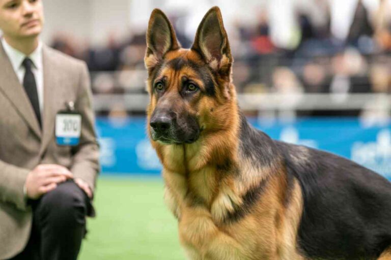 Chien de race en concours canin, image illustrative représentant une compétition officielle.