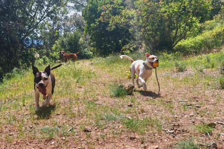 Chiens courant et jouant ensemble dans un parc verdoyant au centre aéré Woof Haven à Toulon.