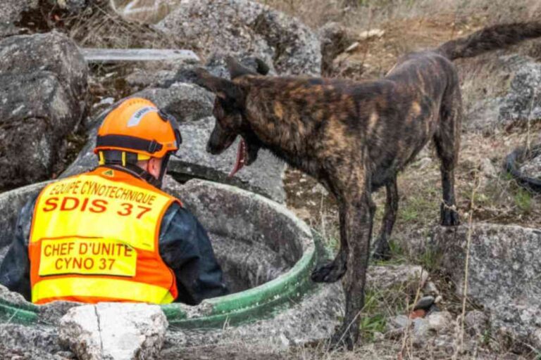 Pompiers du SDIS 37 avec leur chien cynophile, en action pour localiser une personne disparue dans un terrain accidenté.