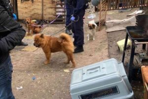 Police tenant en laisse des chiens sauvés d’un campement illégal à Nice