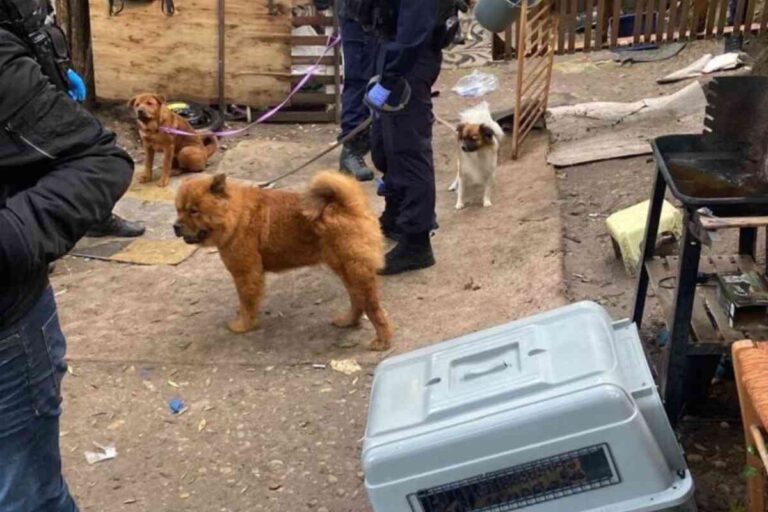 Police tenant en laisse des chiens sauvés d’un campement illégal à Nice